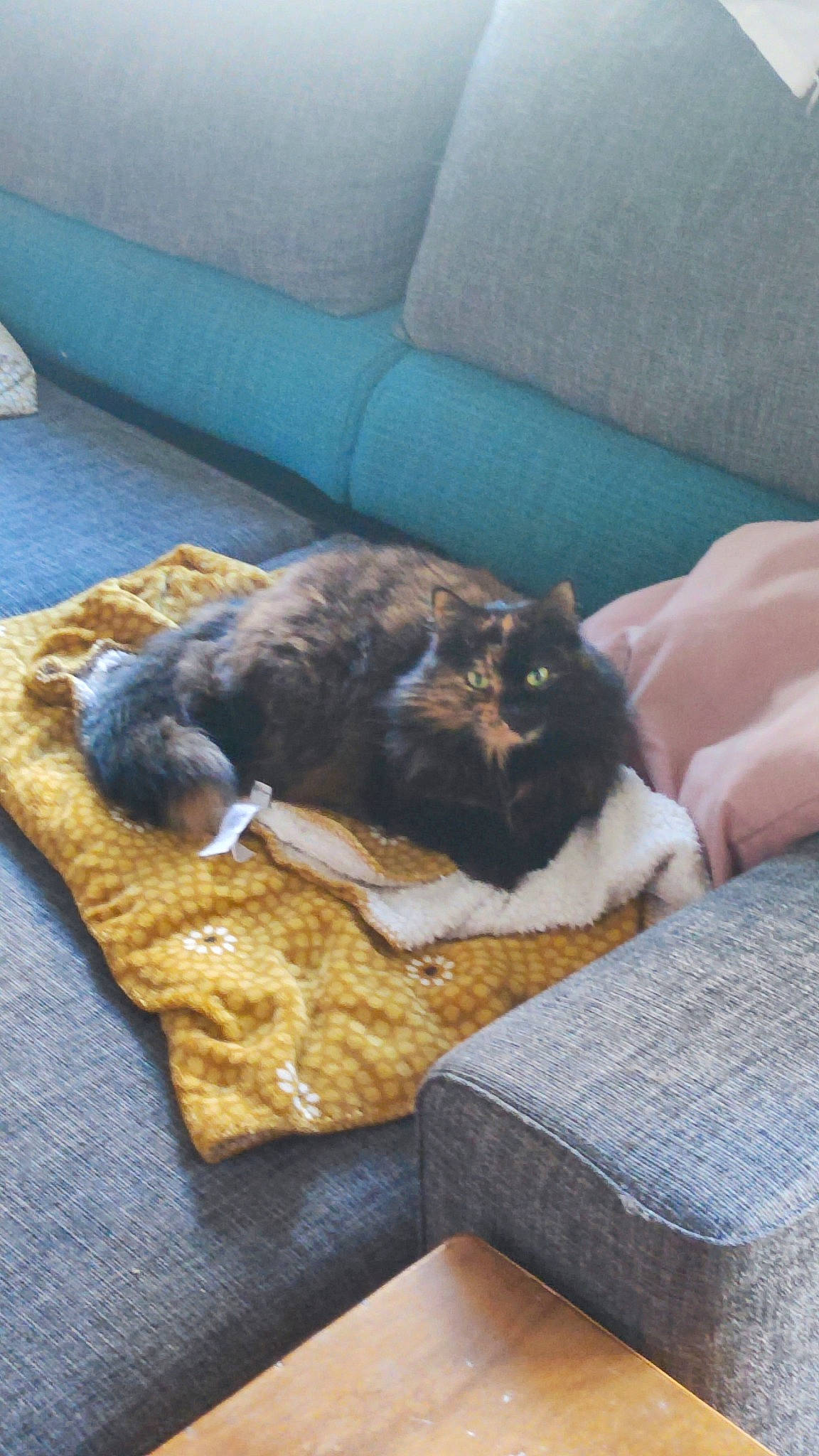 Maya participe au concours pour gagner de l'argent avec cette photo : carnivore, cat, comfort, companion_dog, couch, dog_breed, domestic_short_haired_cat, felidae, flooring, fur, grey, hardwood, linens, mammal, room, small_to_medium_sized_cats, tail, vertebrate, whiskers, wood