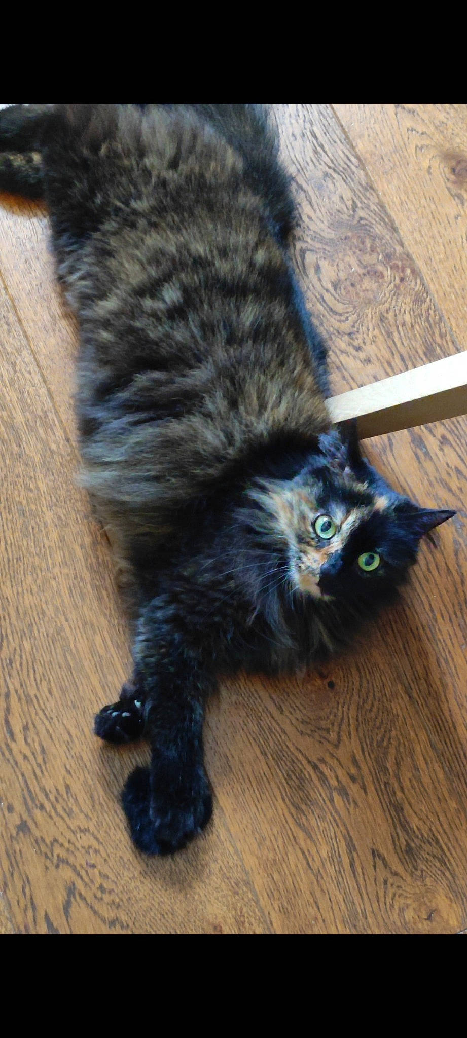 Maya participe au concours pour gagner de l'argent avec cette photo : black_cat, carnivore, cat, claw, domestic_short_haired_cat, electric_blue, felidae, flooring, fur, hardwood, laminate_flooring, paw, small_to_medium_sized_cats, tail, terrestrial_animal, varnish, whiskers, wood, wood_flooring, wood_stain