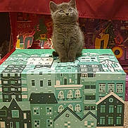 Misty joined the competition — help win amazing prizes! art, box, cardboard, carnivore, cat, domestic_short_haired_cat, felidae, fur, linens, packaging_and_labeling, paper_product, pattern, puzzle, rectangle, room, shipping_box, small_to_medium_sized_cats, snout, whiskers, wood