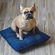 Seven is registered to the contest to win money with this photo: animal, blue_cushion, brown_dog, canine, companion, cushion, cute, dog, domestic, ears_up, floor, french_bulldog, fur, indoor, looking, pet, quiet, resting, sitting, wooden_floor
