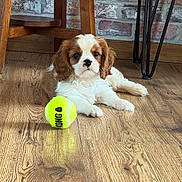 Ayko participe au concours pour gagner de l'argent avec cette photo : puppy, dog, cavalier_king_charles_spaniel, tennis_ball, wooden_floor, brick_wall, furniture, indoor, pet, cute, small_dog, brown_and_white, flooring, toy, domestic_animal, relaxed, laying_down, young_dog, animal, companion