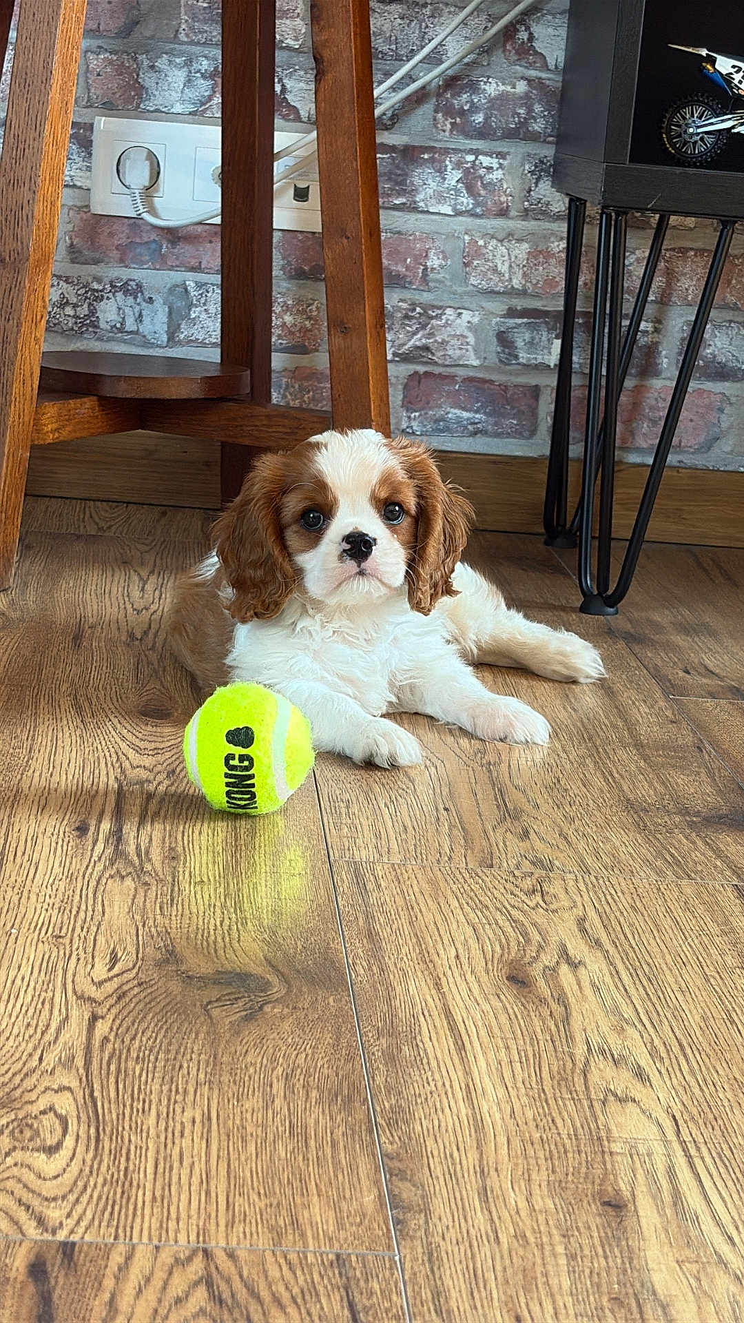 Ayko participe au concours pour gagner de l'argent avec cette photo : puppy, dog, cavalier_king_charles_spaniel, tennis_ball, wooden_floor, brick_wall, furniture, indoor, pet, cute, small_dog, brown_and_white, flooring, toy, domestic_animal, relaxed, laying_down, young_dog, animal, companion