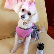 Fluffy Fierro joined the competition — help win amazing prizes! dog, poodle, party_hat, pink_outfit, couch, remote_control, dress, indoor, pet, cute, fluffy, small_dog, seated, accessory, celebration, fabric, furniture, home, animal, decor