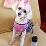 dog, poodle, party_hat, pink_outfit, couch, remote_control, dress, indoor, pet, cute, fluffy, small_dog, seated, accessory, celebration, fabric, furniture, home, animal, decor
