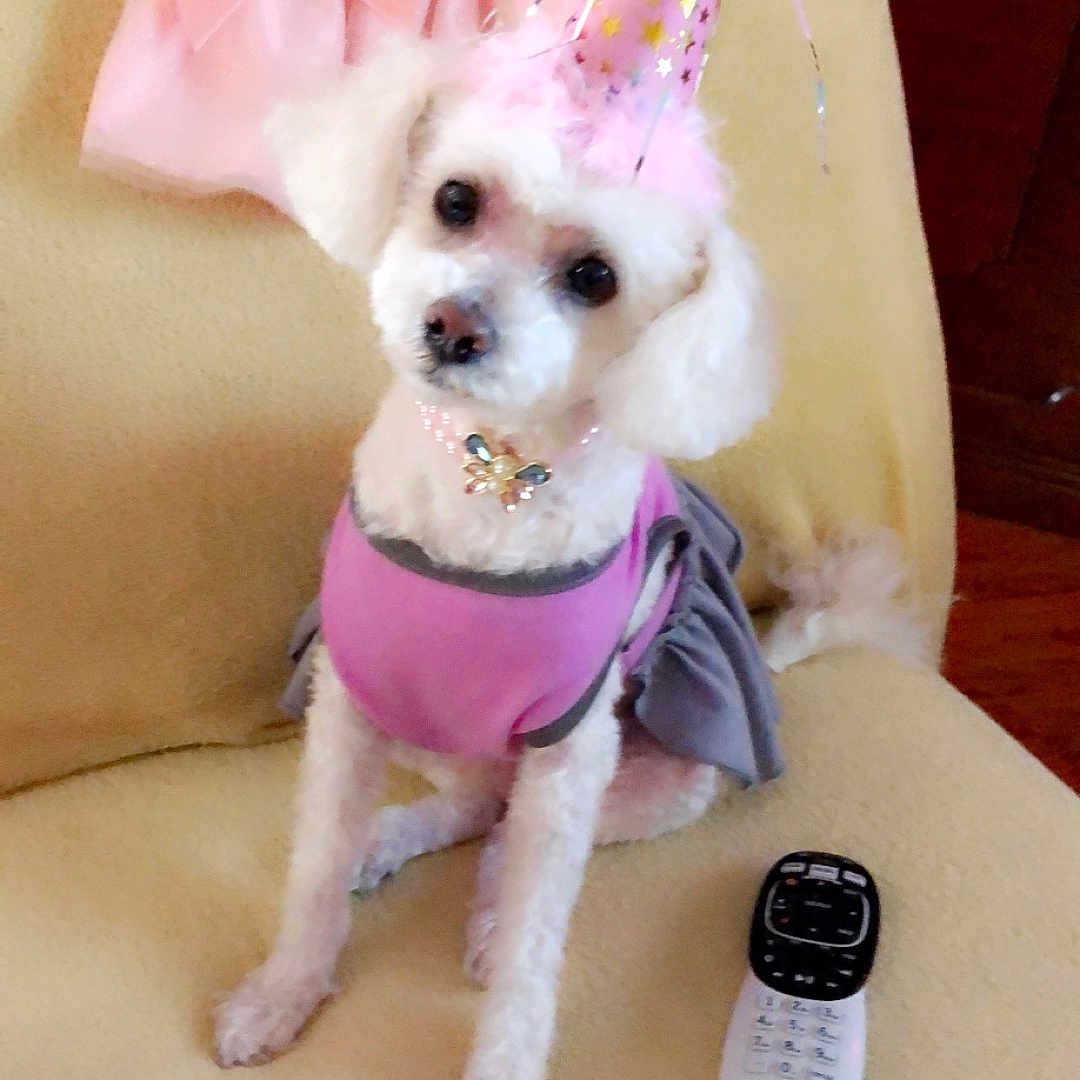 Fluffy Fierro joined the competition — help win amazing prizes! accessory, animal, celebration, couch, cute, decor, dog, dress, fabric, fluffy, furniture, home, indoor, party_hat, pet, pink_outfit, poodle, remote_control, seated, small_dog