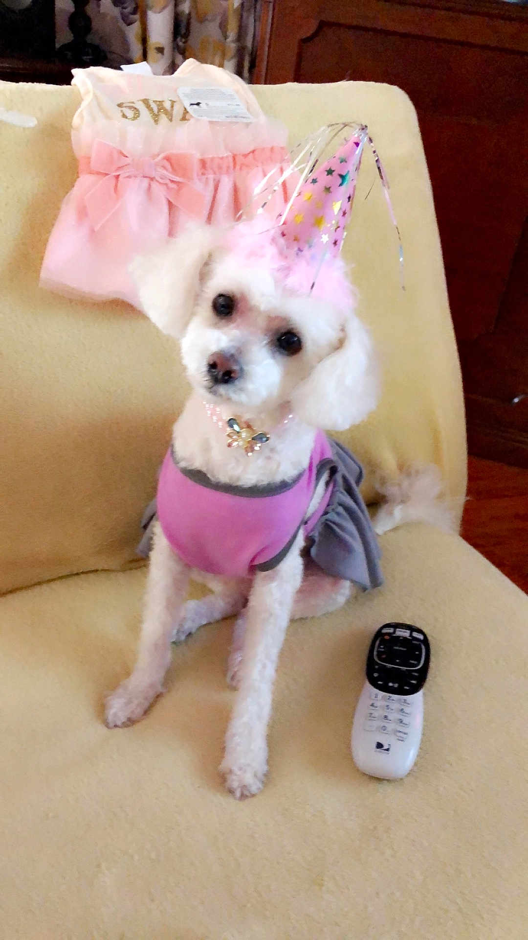 Fluffy Fierro joined the competition — help win amazing prizes! dog, poodle, party_hat, pink_outfit, couch, remote_control, dress, indoor, pet, cute, fluffy, small_dog, seated, accessory, celebration, fabric, furniture, home, animal, decor