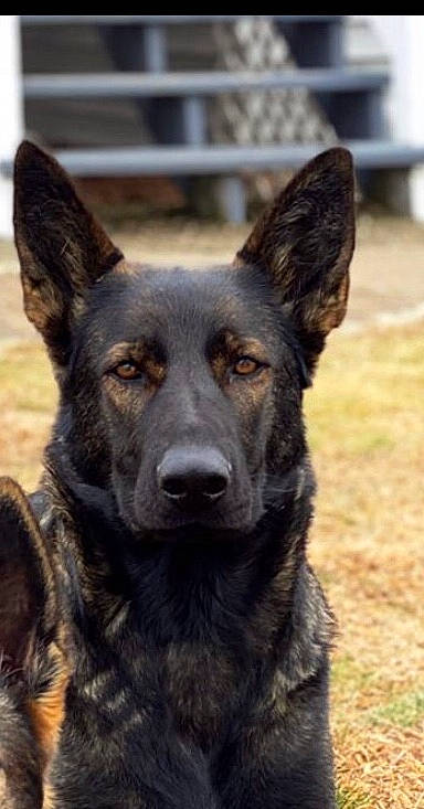 Kali joined the competition — help win amazing prizes! bohemian_shepherd, canidae, carnivore, dog, dog_breed, dutch_shepherd_dog, east_european_shepherd, german_shepherd_dog, kai_ken, king_shepherd, kunming_wolfdog, mammal, norwegian_elkhound, old_german_shepherd_dog, police_dog, rare_breed_dog, shiloh_shepherd_dog, snout, vertebrate