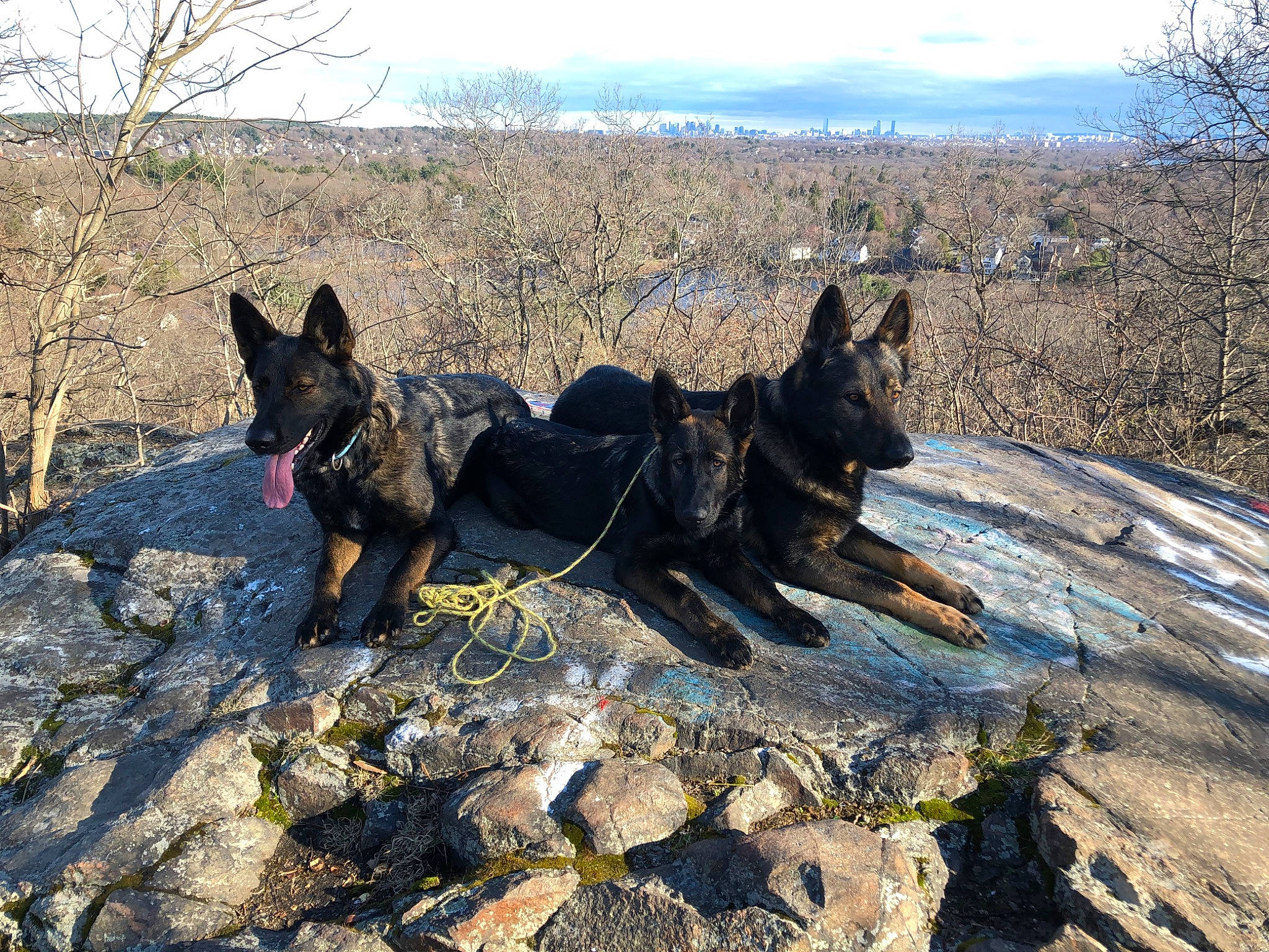 Kali is registered to the contest to win money with this photo: black_norwegian_elkhound, bohemian_shepherd, canidae, carnivore, dog, dog_breed, dutch_shepherd_dog, east_european_shepherd, german_shepherd_dog, kai_ken, king_shepherd, kunming_wolfdog, mammal, old_german_shepherd_dog, rare_breed_dog, shiloh_shepherd_dog, vertebrate, working_dog