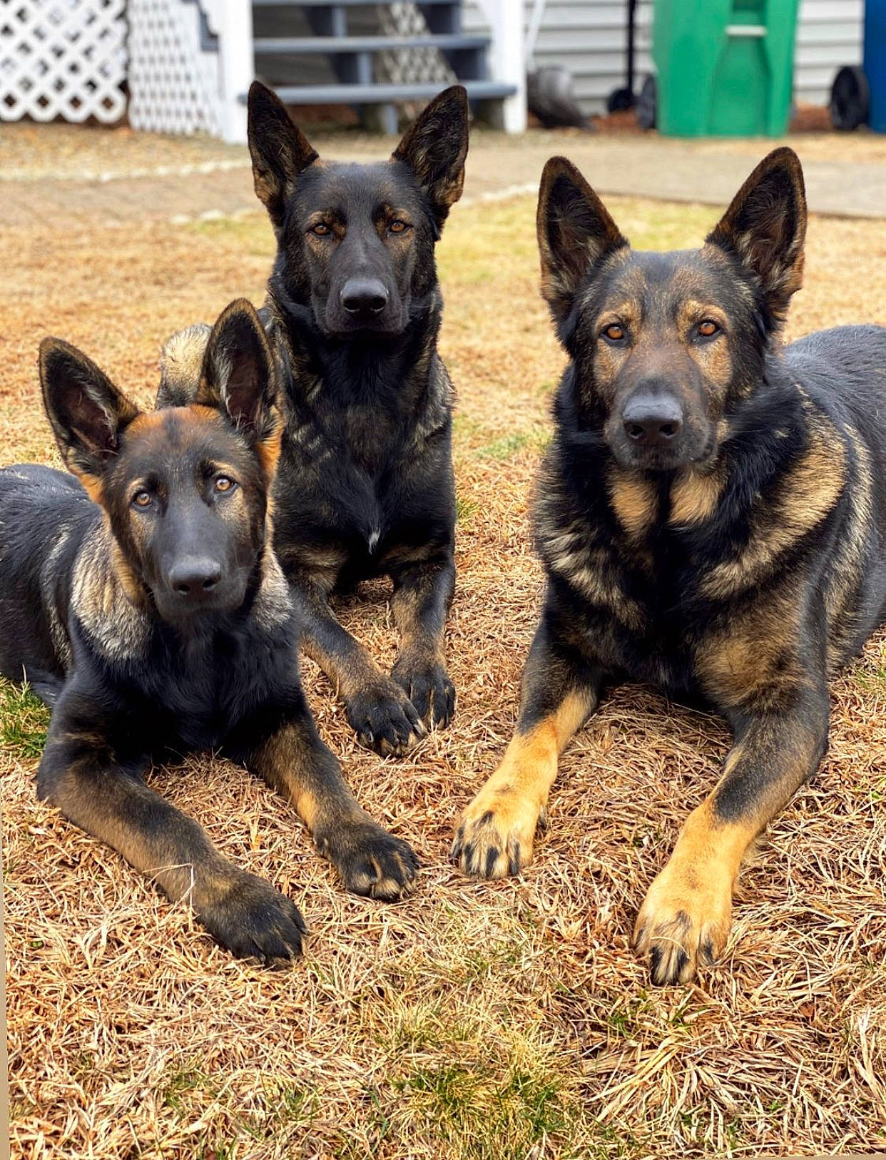 Kali joined the competition — help win amazing prizes! bohemian_shepherd, canidae, carnivore, dog, dog_breed, dutch_shepherd_dog, east_european_shepherd, german_shepherd_dog, king_shepherd, kunming_wolfdog, mammal, old_german_shepherd_dog, police_dog, rare_breed_dog, shiloh_shepherd_dog, vertebrate, wildlife, working_dog