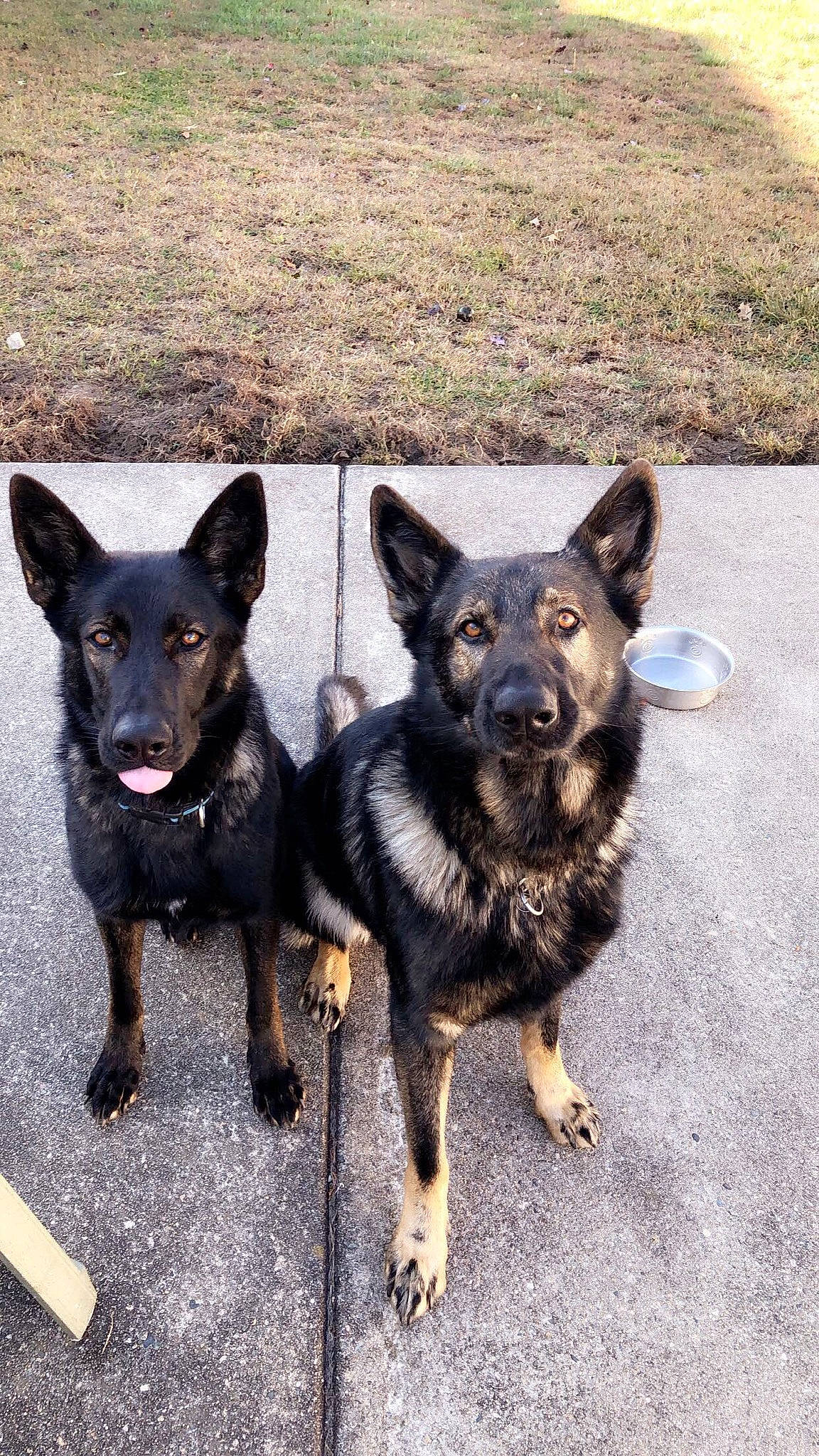 Kali joined the competition — help win amazing prizes! bohemian_shepherd, canidae, carnivore, dog, dog_breed, east_european_shepherd, german_shepherd_dog, king_shepherd, kunming_wolfdog, mammal, old_german_shepherd_dog, police_dog, rare_breed_dog, shiloh_shepherd_dog, vertebrate, working_dog