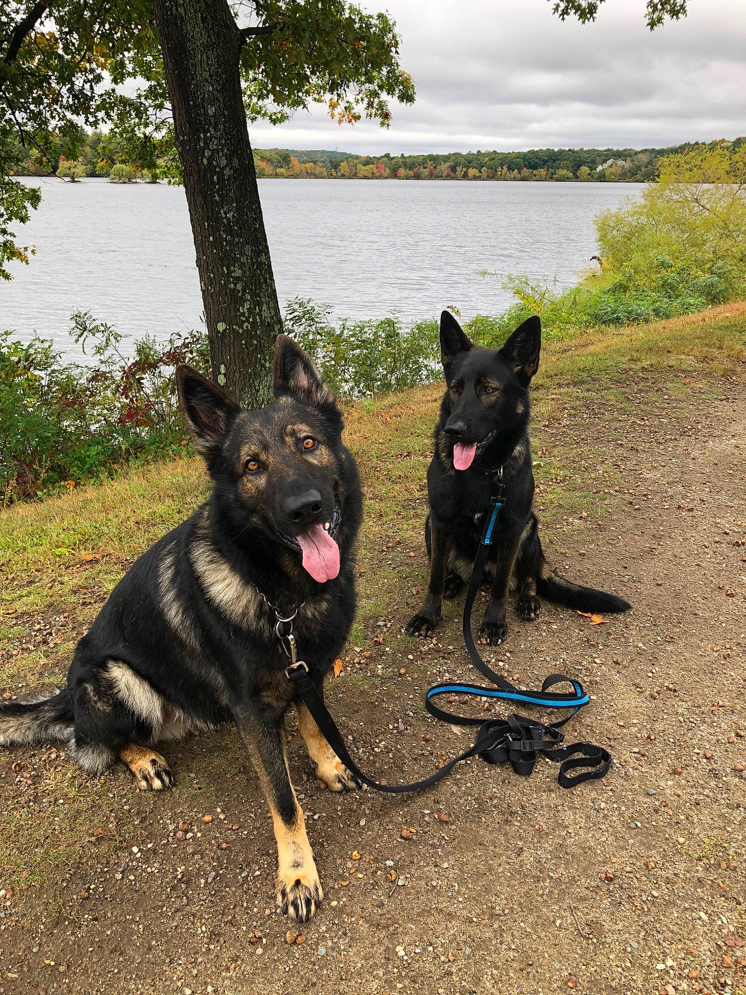 Baron joined the competition — help win amazing prizes! bohemian_shepherd, canidae, carnivore, dog, dog_breed, east_european_shepherd, german_shepherd_dog, king_shepherd, mammal, rare_breed_dog, shiloh_shepherd_dog, sporting_group, vertebrate, working_dog