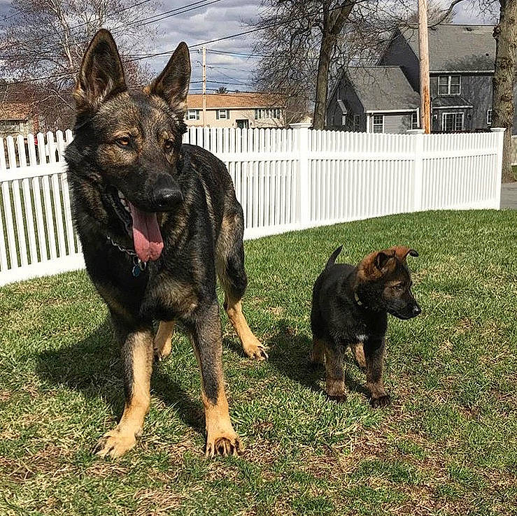 Baron joined the competition — help win amazing prizes! bohemian_shepherd, canidae, carnivore, dog, dog_breed, dutch_shepherd_dog, east_european_shepherd, german_shepherd_dog, king_shepherd, kunming_wolfdog, mammal, old_german_shepherd_dog, police_dog, rare_breed_dog, shiloh_shepherd_dog, sporting_group, vertebrate, working_dog