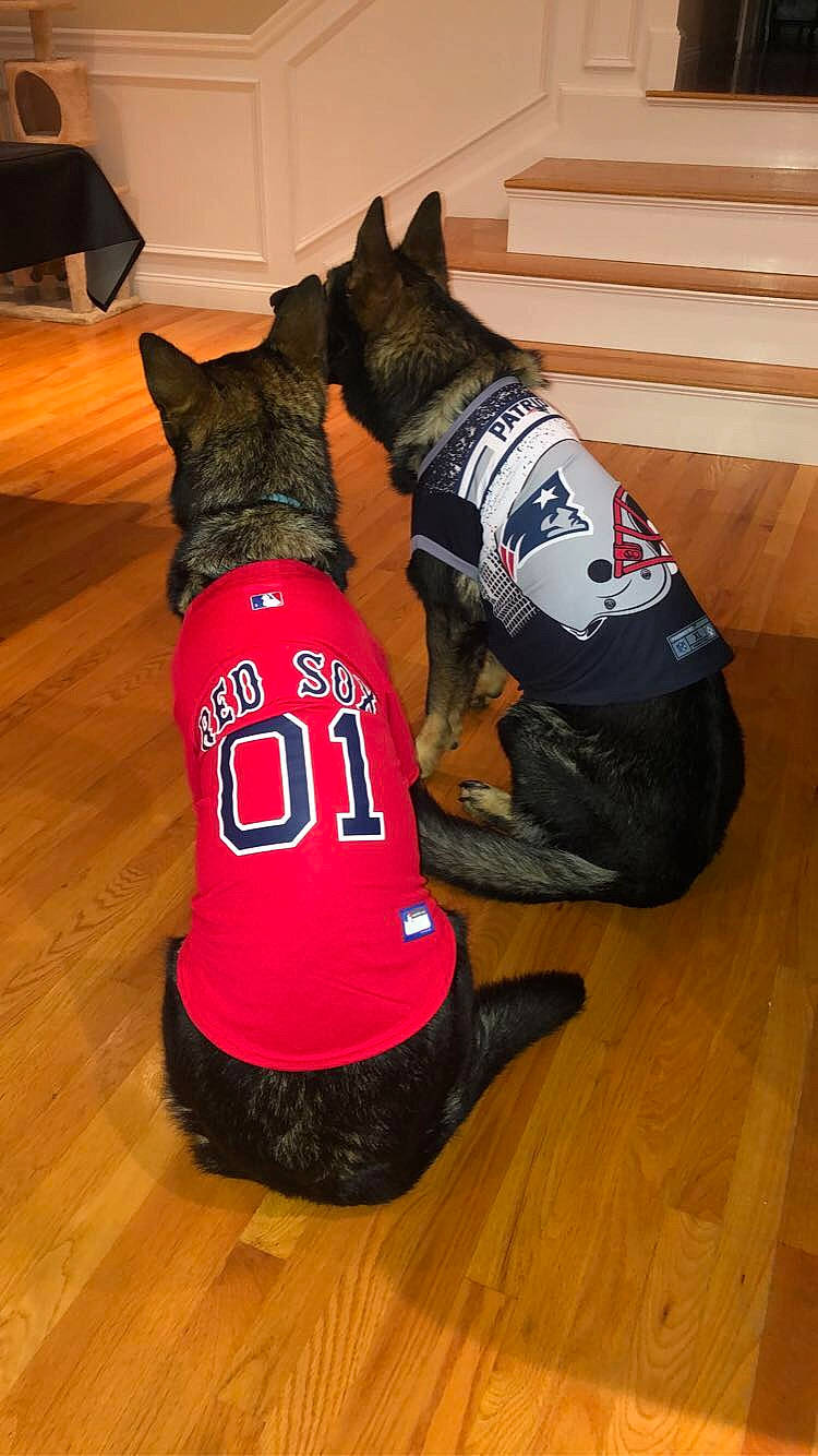 Baron is registered to the contest to win money with this photo: canidae, carnivore, dog_breed, dog_clothes, footwear, shoe, sportswear