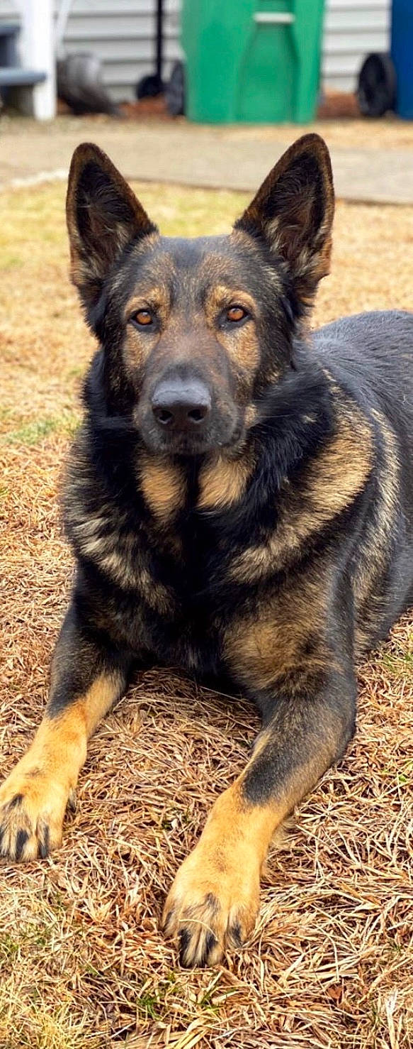 Baron is registered to the contest to win money with this photo: ancient_dog_breeds, bohemian_shepherd, canidae, carnivore, dog, dog_breed, east_european_shepherd, german_shepherd_dog, king_shepherd, kunming_wolfdog, mammal, old_german_shepherd_dog, rare_breed_dog, shiloh_shepherd_dog, sporting_group, vertebrate