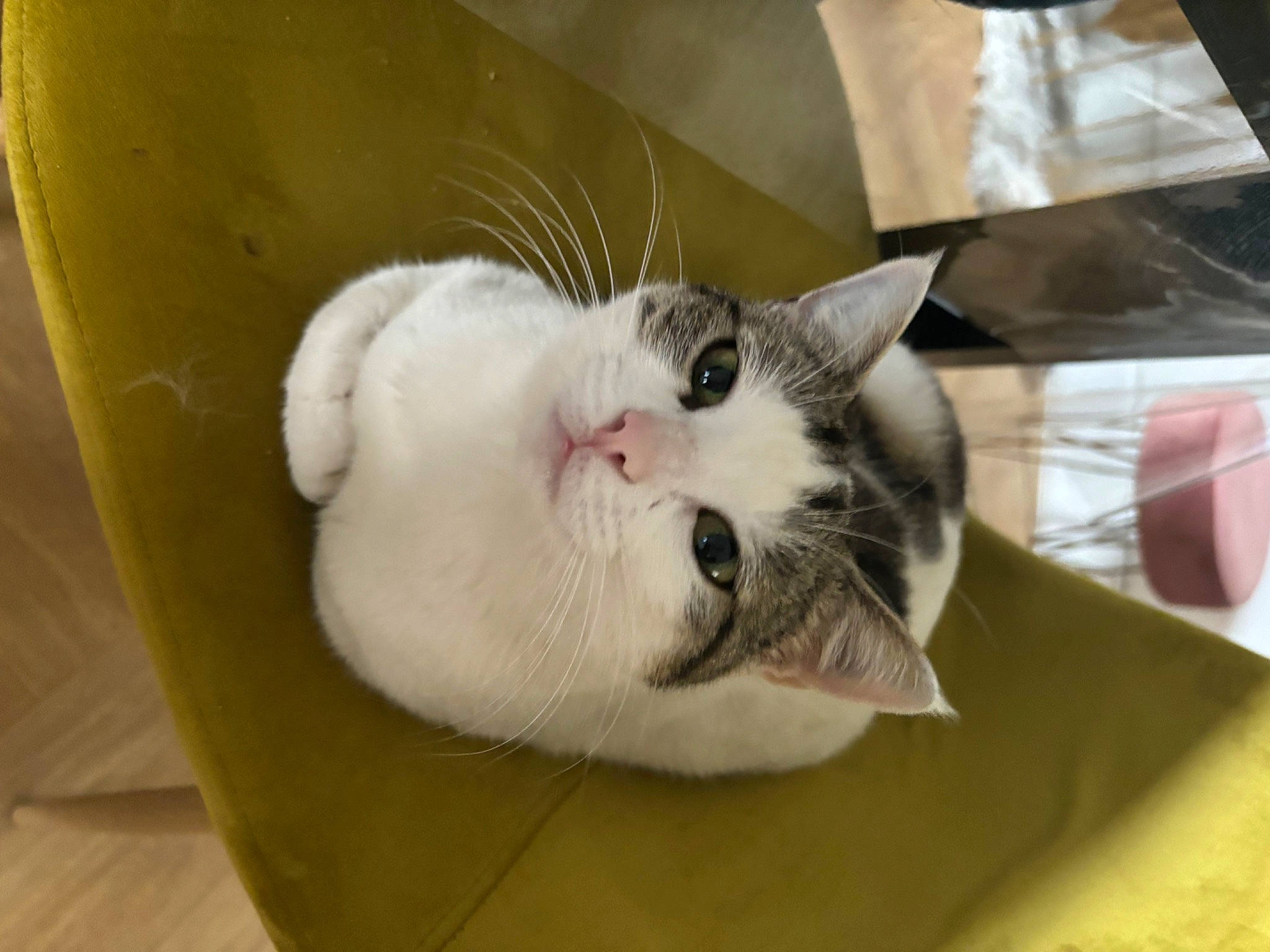 Boule De Neige participe au concours pour gagner de l'argent avec cette photo : animal_shelter, box, carnivore, cat, cat_supply, comfort, domestic_short_haired_cat, fang, fawn, felidae, fur, paw, pet_supply, small_to_medium_sized_cats, snout, tail, whiskers