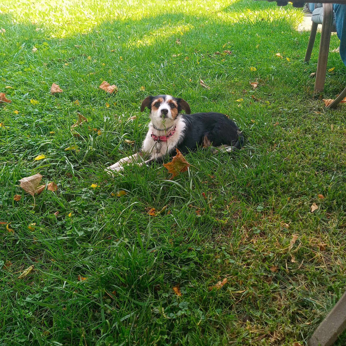 Pebbles is registered to the contest to win money with this photo: animal, canine, chair, collar, daylight, dog, grass, greenery, lawn, leaf, nature, outdoor, park, pet, relaxing, resting, summer, sunlight, table, tricolor