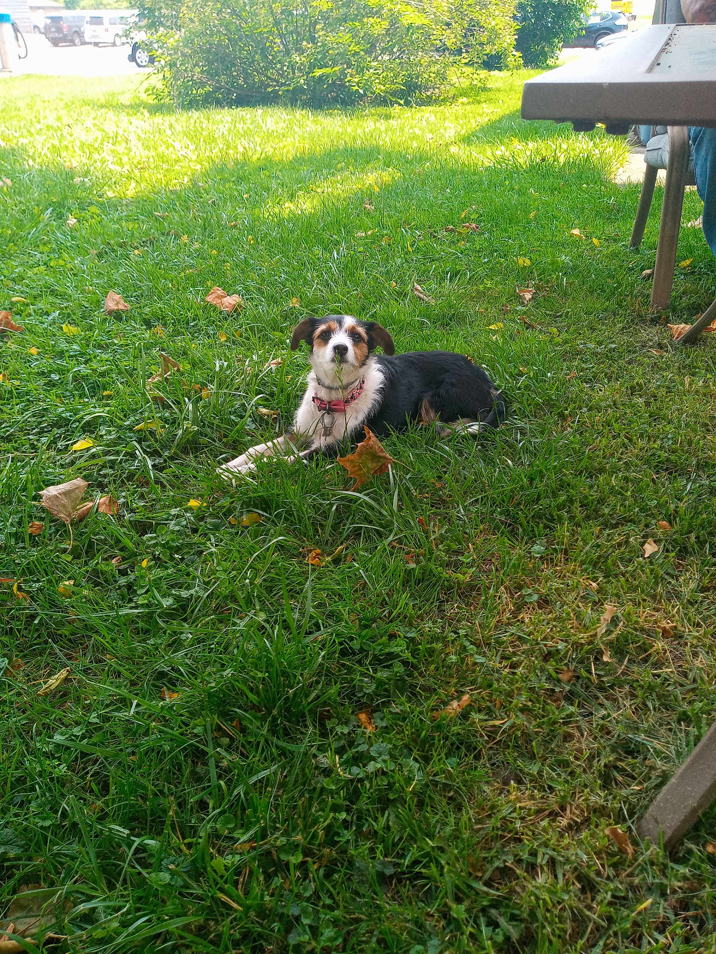 Pebbles is registered to the contest to win money with this photo: dog, grass, outdoor, collar, leaf, greenery, lawn, pet, animal, sunlight, table, chair, relaxing, nature, daylight, tricolor, canine, park, summer, resting