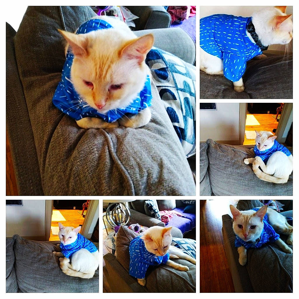 Stevie Jerkcat Wonder