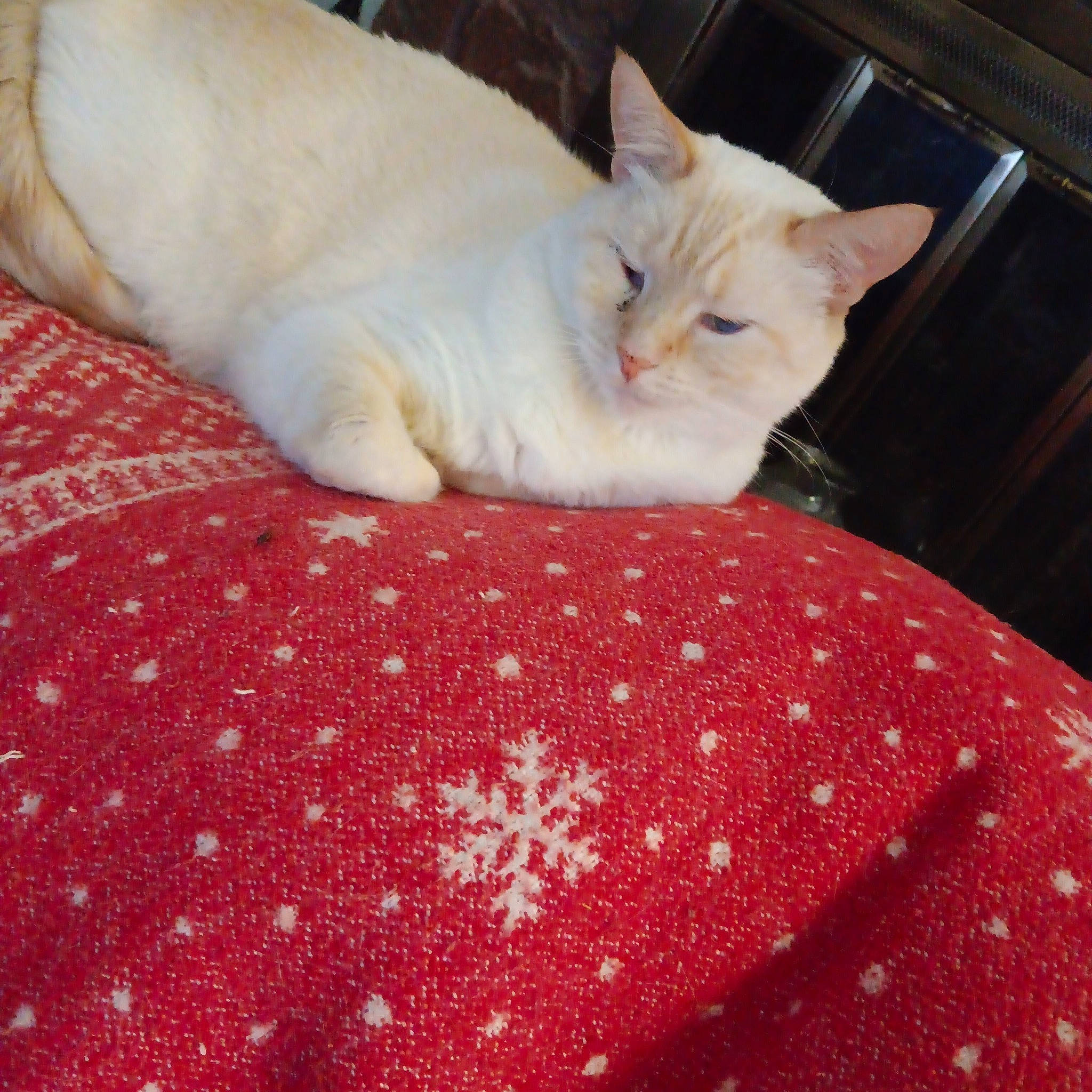 Stevie Jerkcat Wonder