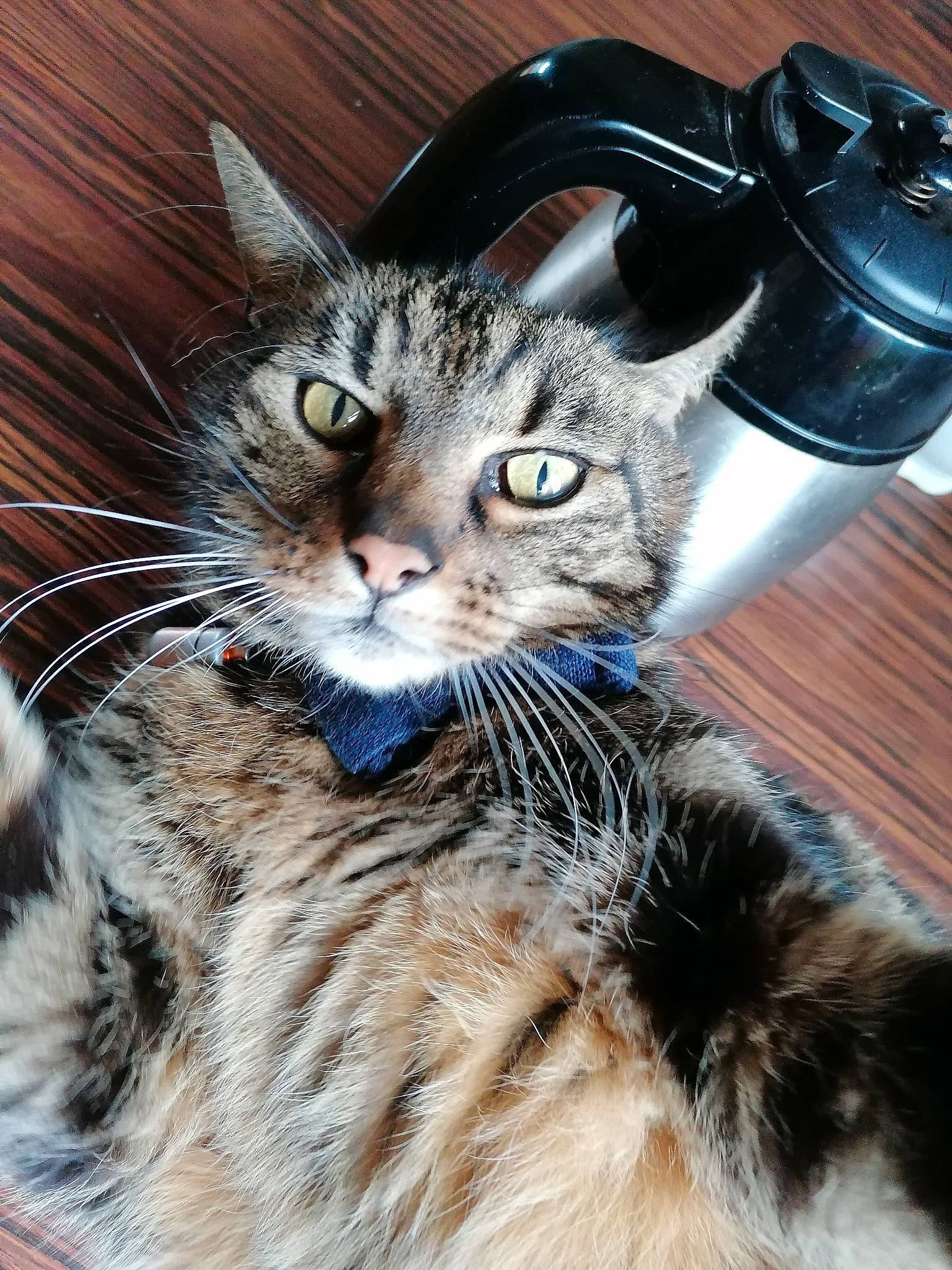 Félix participe au concours pour gagner de l'argent avec cette photo : carnivore, cat, claw, domestic_short_haired_cat, felidae, fur, paw, small_to_medium_sized_cats, snout, tail, whiskers