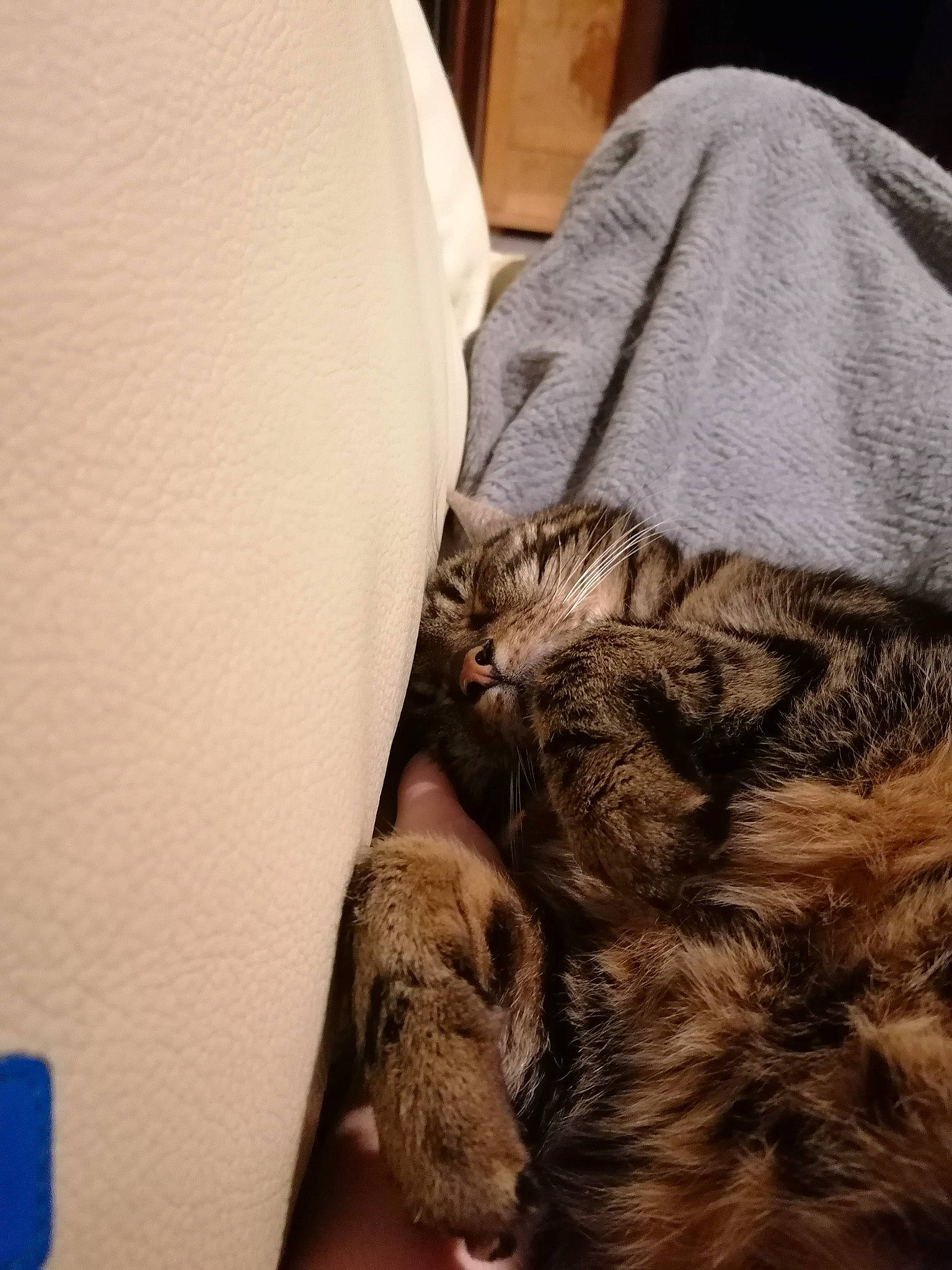 Félix participe au concours pour gagner de l'argent avec cette photo : bed, bed_sheet, bedding, canidae, carnivore, comfort, companion_dog, dog, dog_breed, felidae, fur, linens, liver, mammal, nap, sleep, small_to_medium_sized_cats, sporting_group, vertebrate, whiskers