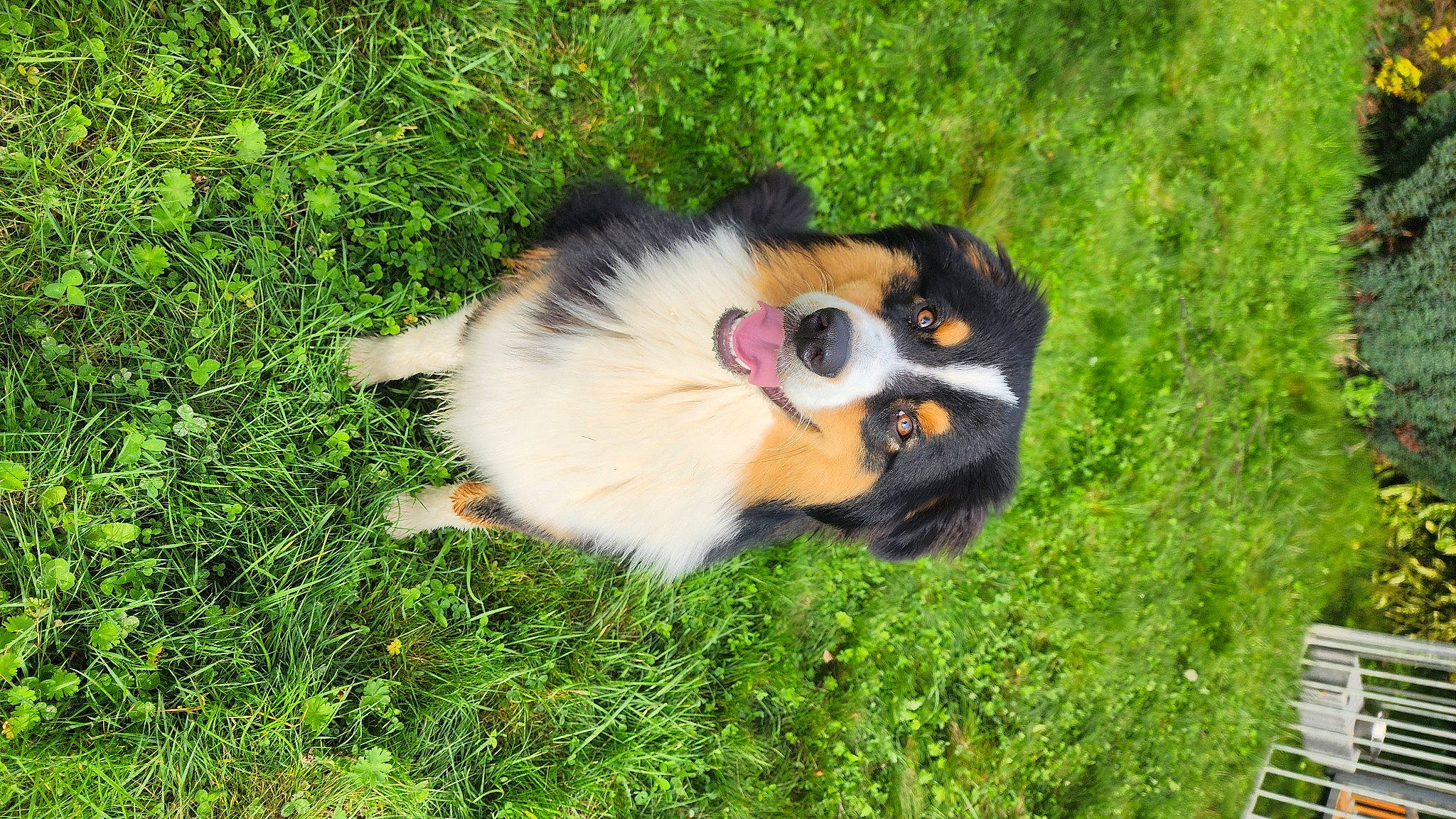 Uston a rejoint le concours — aidez-le/la à gagner de superbes lots ! australian_shepherd, bernese_mountain_dog, canidae, carnivore, companion_dog, dog, dog_breed, fawn, fur, grass, groundcover, herding_dog, plant, snout, sporting_group, terrestrial_animal, toy_dog, whiskers, wildlife, working_dog