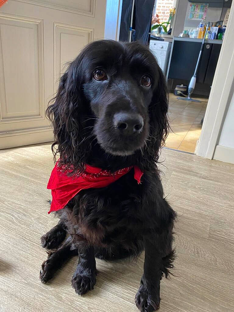 Solada participe au concours pour gagner de l'argent avec cette photo : borador, canidae, carnivore, cocker_spaniel, collar, companion_dog, dog, dog_breed, dog_collar, door, flooring, fur, gun_dog, liver, retriever, snout, spaniel, sporting_group, water_dog, working_animal