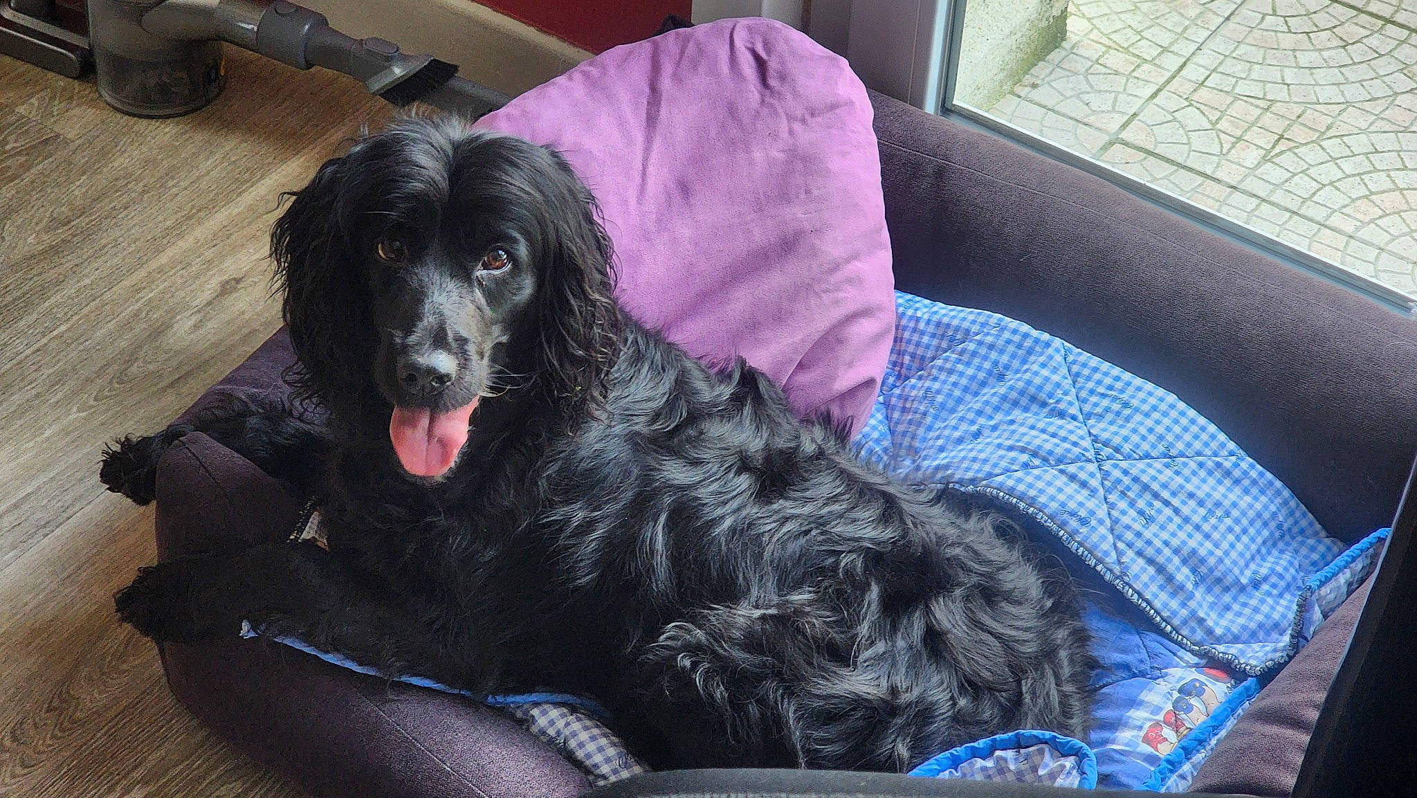 Solada a rejoint le concours — aidez-le/la à gagner de superbes lots ! carnivore, cocker_spaniel, comfort, companion_dog, dog, dog_breed, fur, guard_dog, gun_dog, retriever, spaniel, sporting_group, tableware, window_blind, working_animal