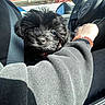puppy, dog, black_dog, car_interior, person, arm, sleeve, bracelet, steering_wheel, seatbelt, window, blue_sky, truck, daylight, fur, pet, cute, closeup, animal, vehicle
