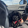 Kali is registered to the contest to win money with this photo: puppy, dog, black_dog, pet, car_interior, seatbelt, human_arm, red_harness, window, sky, clouds, hand, cute, small_dog, fur, indoors, sunlight, closeup, animal, transportation
