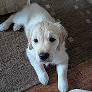 Lucy joined the competition — help win amazing prizes! golden_retriever, puppy, dog, pet, animal, indoor, rug, floor, cute, fluffy, laying, young, mammal, domestic_animal, fur, nose, ears, paws, looking_up, cozy