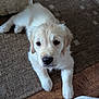 golden_retriever, puppy, dog, pet, animal, indoor, rug, floor, cute, fluffy, laying, young, mammal, domestic_animal, fur, nose, ears, paws, looking_up, cozy