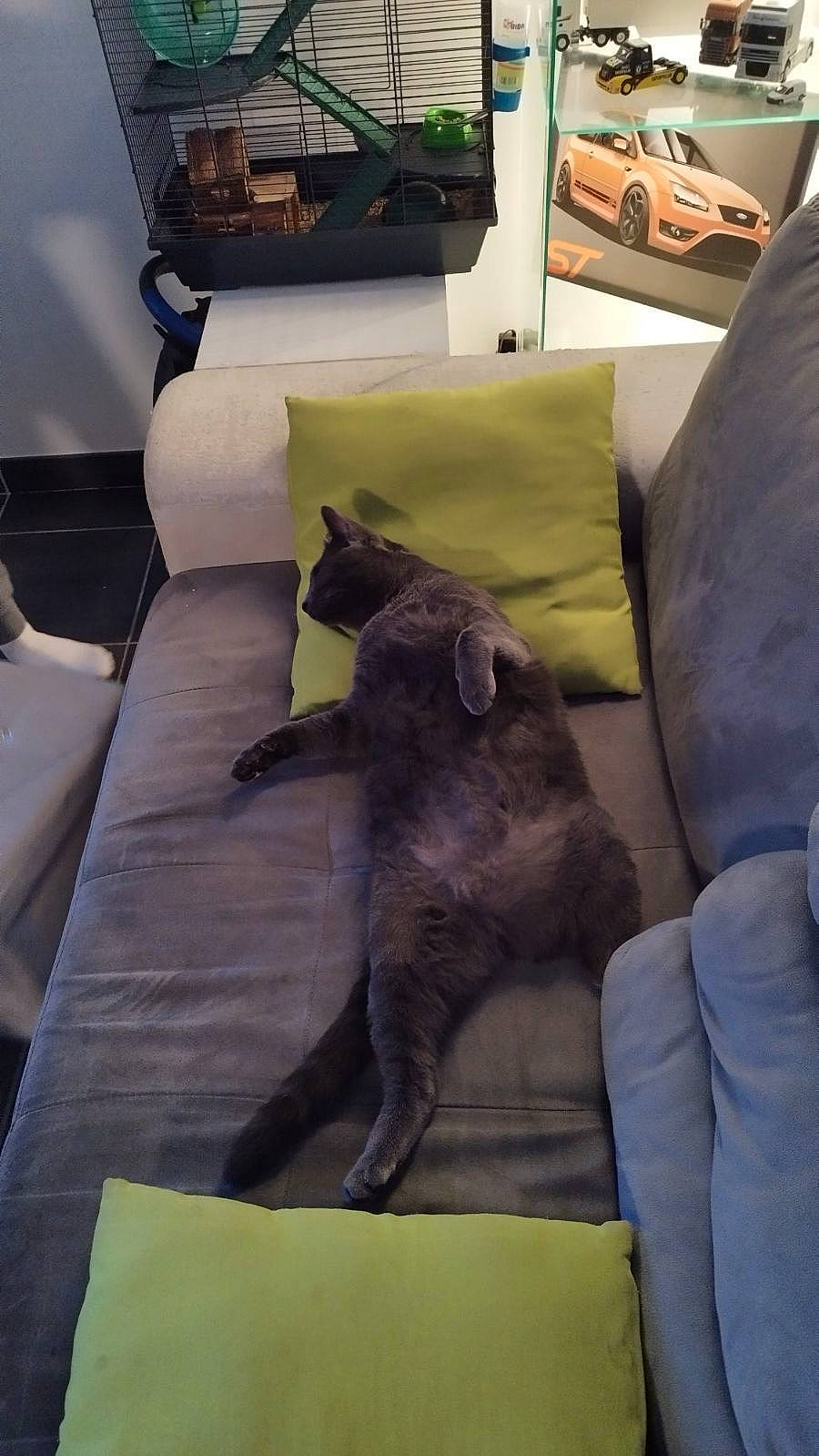 Tintin participe au concours pour gagner de l'argent avec cette photo : automotive_design, black_cat, carnivore, cat, comfort, couch, domestic_short_haired_cat, felidae, flooring, fur, grey, linens, luxury_vehicle, motor_vehicle, room, small_to_medium_sized_cats, table, tail, vehicle_door, whiskers