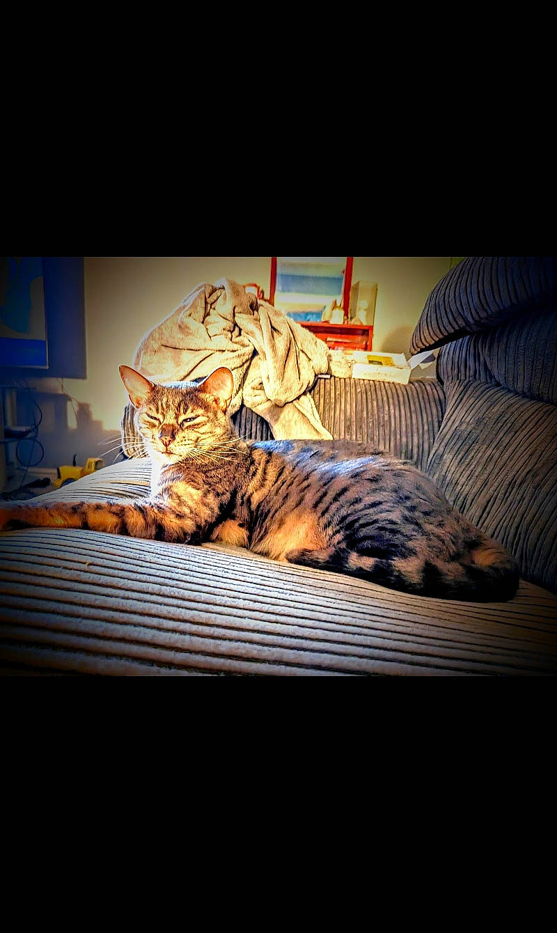 Donald is registered to the contest to win money with this photo: bengal_tiger, big_cats, carnivore, cat, comfort, darkness, domestic_short_haired_cat, felidae, floor, flooring, fur, heat, room, small_to_medium_sized_cats, terrestrial_animal, tiger, tints_and_shades, whiskers, window, wood