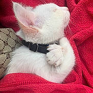 Vagabonde participe au concours pour gagner de l'argent avec cette photo : kitten, white_cat, sleeping, cozy, blanket, red_blanket, paw, fur, collar, pet, animal, cute, close_up, resting, snuggling, soft_texture, indoor, peaceful, adorable, feline