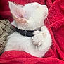 kitten, white_cat, sleeping, cozy, blanket, red_blanket, paw, fur, collar, pet, animal, cute, close_up, resting, snuggling, soft_texture, indoor, peaceful, adorable, feline