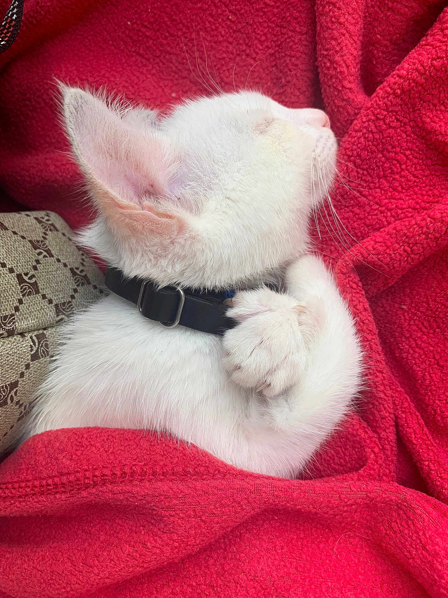 Vagabonde participe au concours pour gagner de l'argent avec cette photo : kitten, white_cat, sleeping, cozy, blanket, red_blanket, paw, fur, collar, pet, animal, cute, close_up, resting, snuggling, soft_texture, indoor, peaceful, adorable, feline