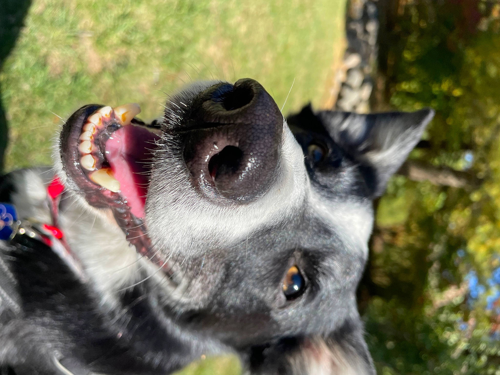 Rex is registered to the contest to win money with this photo: canidae, carnivore, close_up, collar, companion_dog, dog_breed, fawn, felidae, fur, grass, lemur, marsupial, small_to_medium_sized_cats, snout, tail, terrestrial_animal, tree, whiskers, wildlife, working_animal