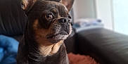 Shanel a rejoint le concours — aidez-le/la à gagner de superbes lots ! alert_ears, animal, brown_fur, calm, companionship, couch, cozy, cute, dog, domestic, fluffy_cushion, furniture, household, indoor, pet, portrait, relaxed, seated, small_dog, soft_light