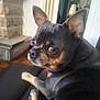 animal, black_dog, canine, close_up, companion, curious, cute, dog, domestic, ears, face, fireplace, furniture, house, indoor, pet, resting, small_dog, tan_markings, wood_floor