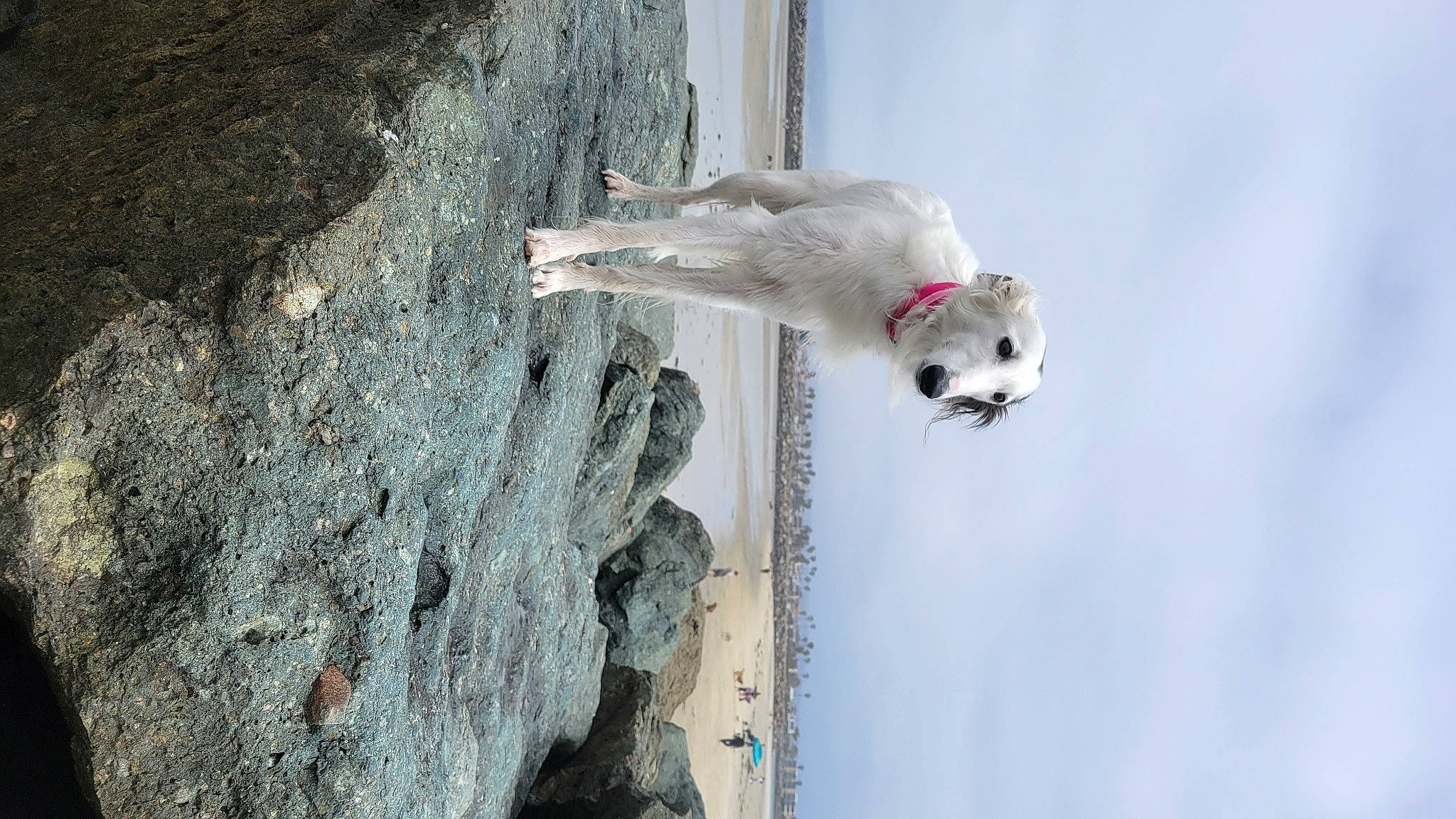 Kaida joined the competition — help win amazing prizes! beak, bedrock, carnivore, charadriiformes, cloud, feather, freezing, fur, plant, rock, seabird, sky, snout, sporting_group, tail, tree, water, wildlife, winter, wood