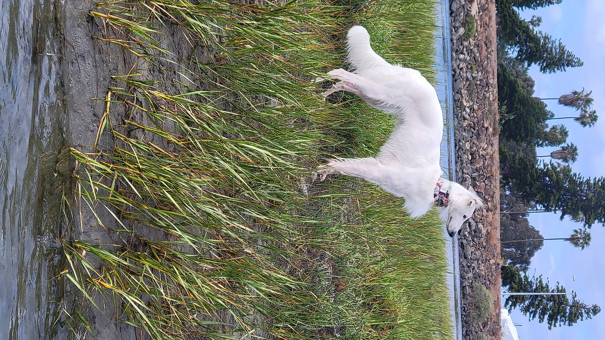 Kaida joined the competition — help win amazing prizes! biome, botany, forest, freezing, grass, grass_family, leaf, nature, plant, plant_stem, sky, tail, terrestrial_plant, tree, trunk, twig, vegetation, water, wildlife, wood