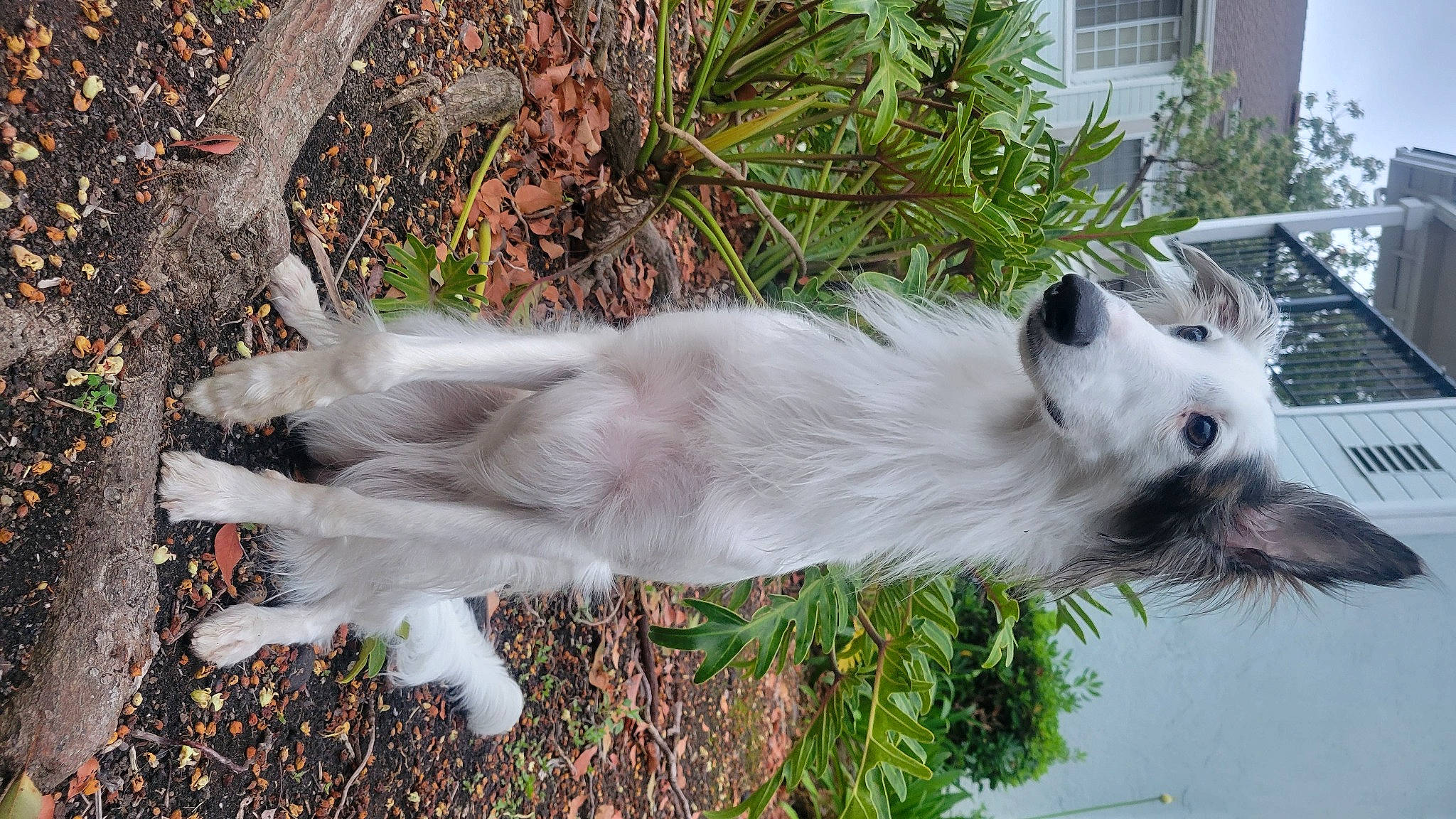 Kaida is registered to the contest to win money with this photo: canidae, carnivore, collar, companion_dog, dog, dog_breed, fawn, felidae, fur, grass, plant, snout, sporting_group, tail, terrestrial_animal, tree, whiskers, window, wing