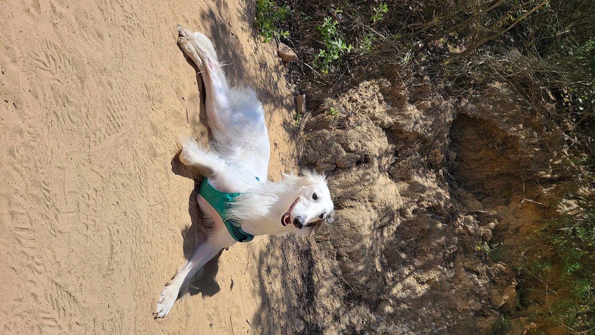 Kaida joined the competition — help win amazing prizes! beak, bird, canidae, carnivore, charadriiformes, cockatoo, fawn, feather, gull, landscape, lari, seabird, soil, sporting_group, tail, tree, water_bird, wildlife, wing, wood