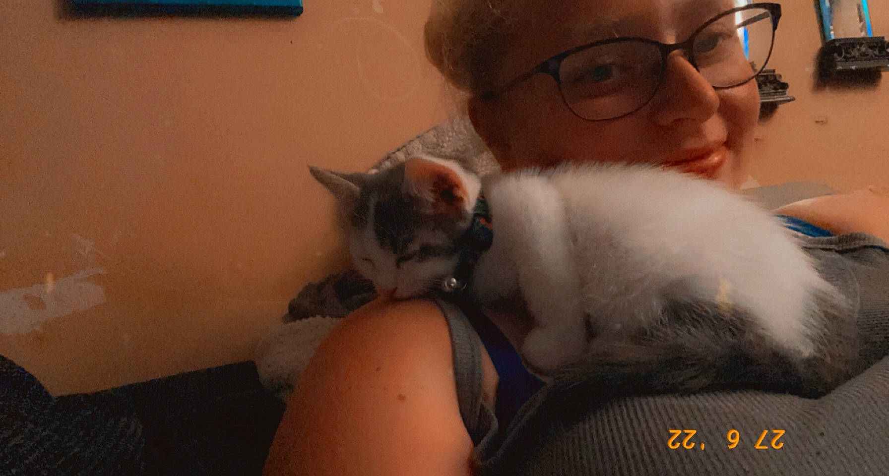 Colt joined the competition — help win amazing prizes! beard, carnivore, cat, comfort, companion_dog, domestic_short_haired_cat, ear, eyewear, fawn, felidae, fur, glasses, lap, moustache, nose, paw, skin, small_to_medium_sized_cats, vision_care, whiskers