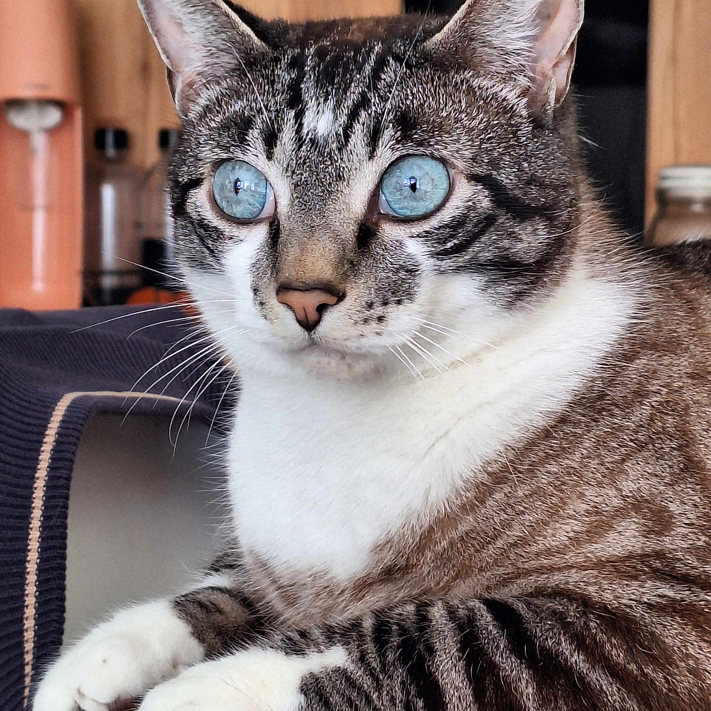 Selfie participe au concours pour gagner de l'argent avec cette photo : cat, blue_eyes, close_up, indoor, wooden_surface, tabby, white_paws, feline, pet, domestic_animal, whiskers, fur, striped, alert, sitting, face, animal, cute, portrait, household