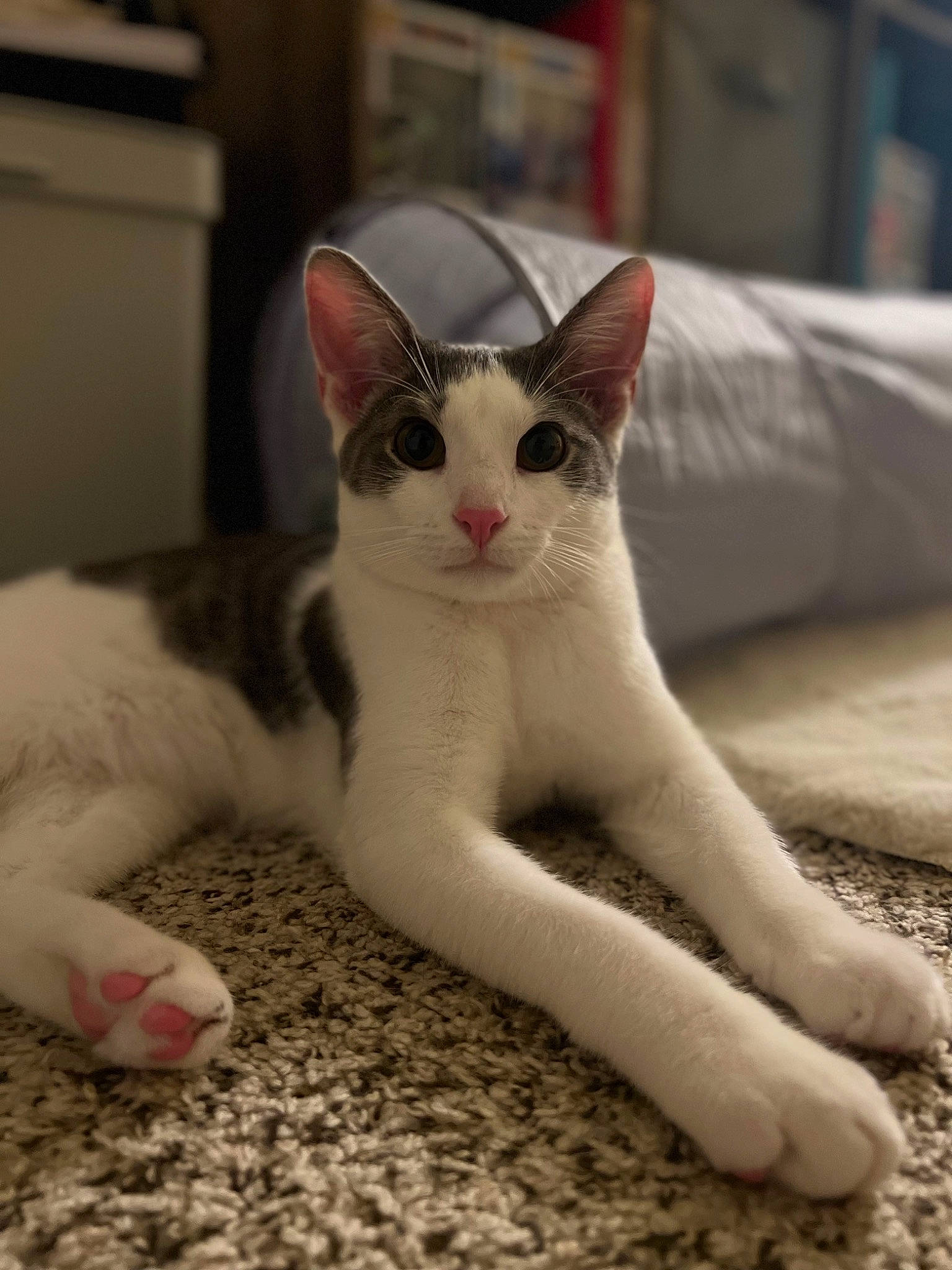 Sky is registered to the contest to win money with this photo: carnivore, cat, claw, comfort, domestic_short_haired_cat, fawn, felidae, flooring, foot, fur, paw, sitting, small_to_medium_sized_cats, snout, tail, terrestrial_animal, whiskers, wood