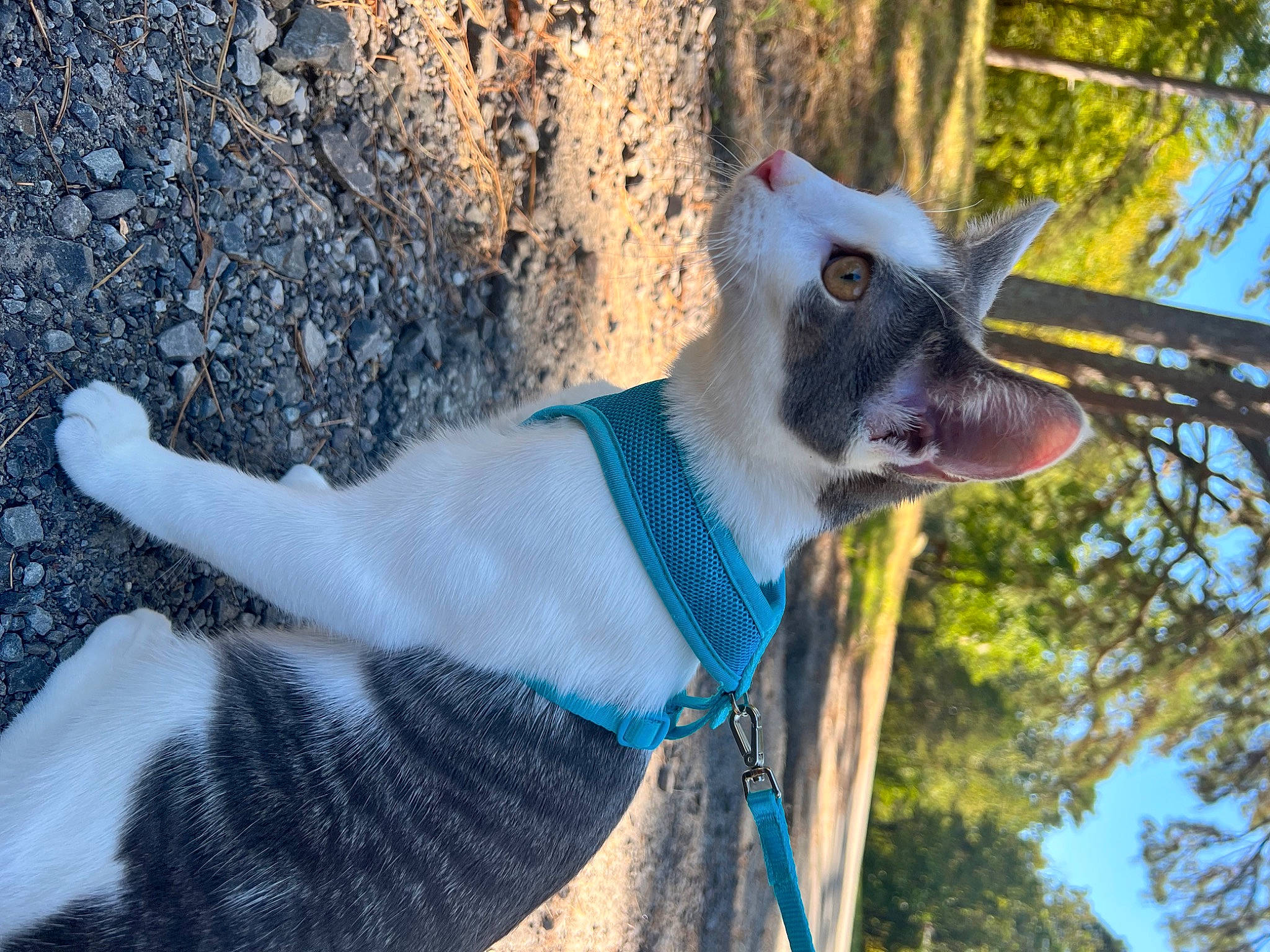 Sky joined the competition — help win amazing prizes! art, beard, canidae, carnivore, collar, dog_breed, electric_blue, fawn, fur, goats, sky, snout, tail, terrestrial_animal, tree, trunk, whiskers, wildlife, winter, wood