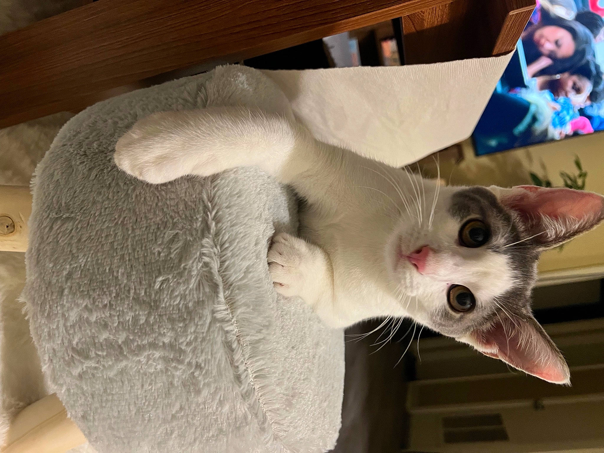 Sky joined the competition — help win amazing prizes! carnivore, cat, cat_supply, claw, comfort, domestic_short_haired_cat, fang, fawn, felidae, fur, jaw, oriental_shorthair, paw, small_to_medium_sized_cats, snout, tail, terrestrial_animal, whiskers