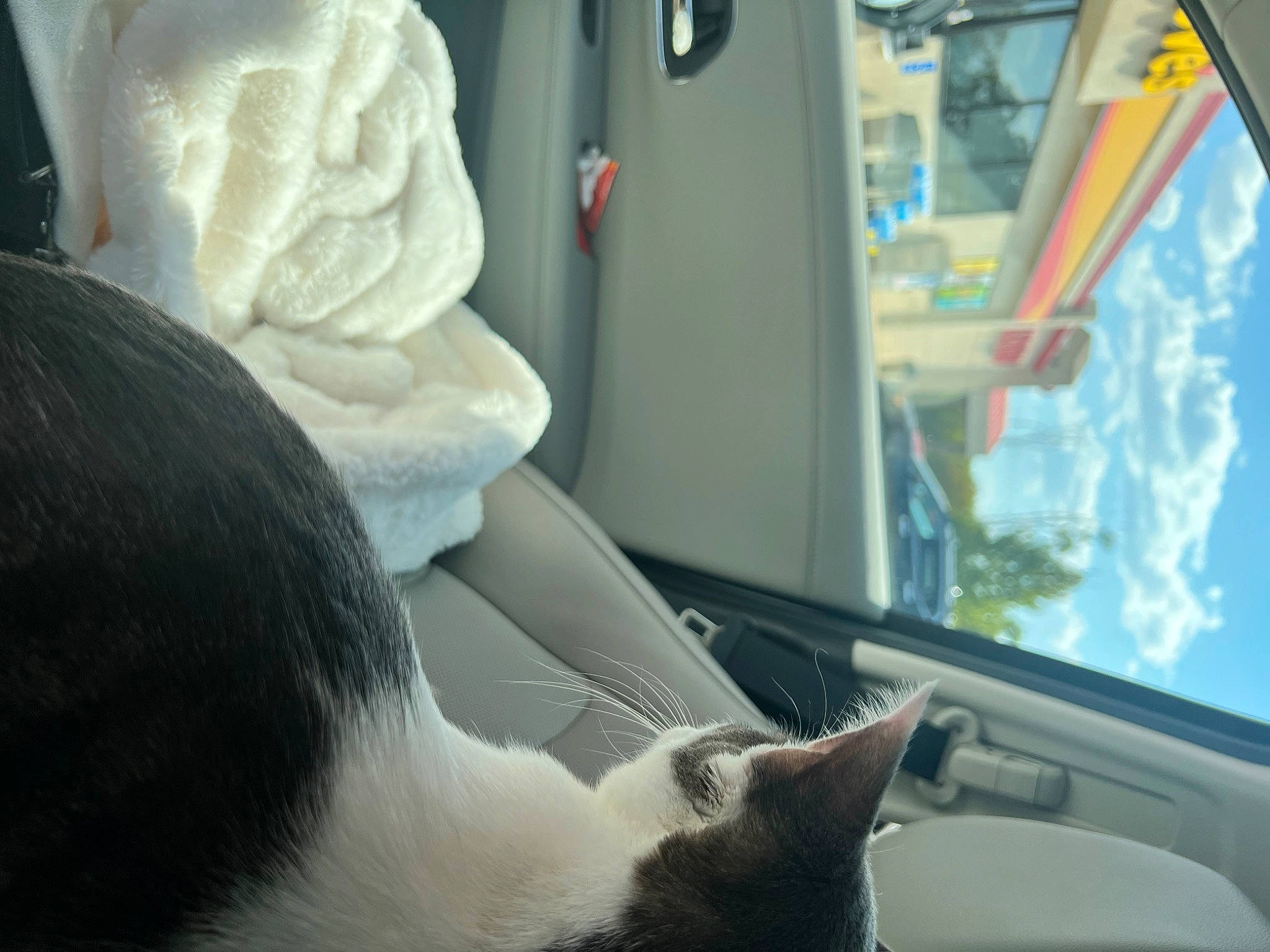Sky is registered to the contest to win money with this photo: auto_part, automotive_exterior, automotive_mirror, car_seat, carnivore, cat, comfort, felidae, fur, motor_vehicle, plant, rear_view_mirror, small_to_medium_sized_cats, snout, tail, vehicle_door, whiskers, white, window, windshield